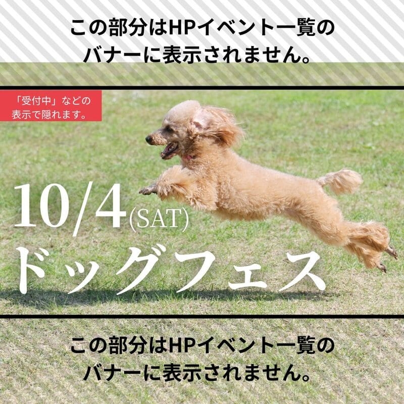 【BinOドッグフェス】 in MATSURIBA